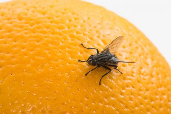 Tempo chuvoso é propicio a maior contaminação por virose da mosca