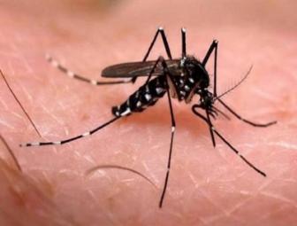 Sesapi aponta Oeiras com maior incidência de casos de Chikungunya 