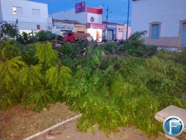Corte e poda de árvores na Praça Mafrênse causa polêmica em Oeiras