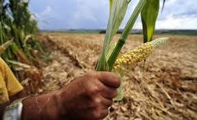 Pelo terceiro ano consecutivo agricultores de Santa Rosa podem ficar sem Garantia Safra 