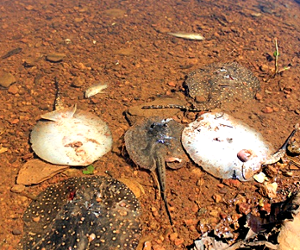 Peixes aparecem mortos em rio do PI e caso preocupa ambientalistas