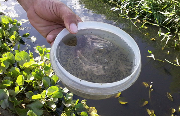 Piauí registra 118 novos casos de febre Chikugunya em apenas cinco dias