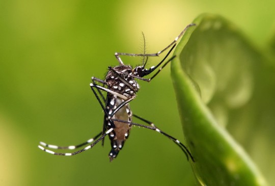 Ministério da Saúde repassa R$ 1 milhão para combater o mosquito da dengue no Piauí